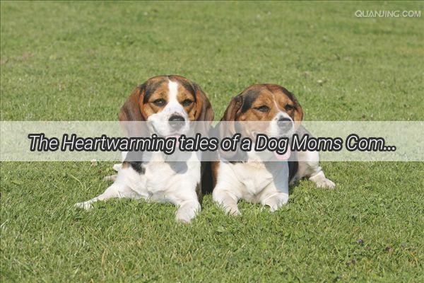 The Heartwarming tales of a Dog Moms Compassionate Journey A Journey of Love and Laughter